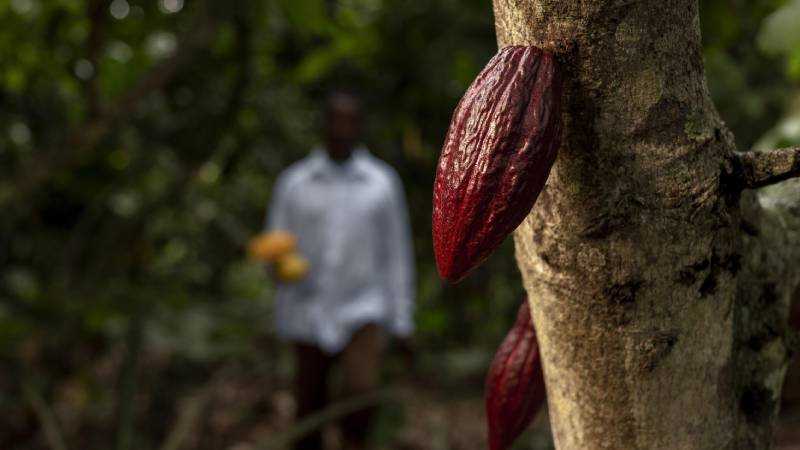 Itacaré, a Terra do Cacau: Uma Viagem pelos Aromas e Sabores da História